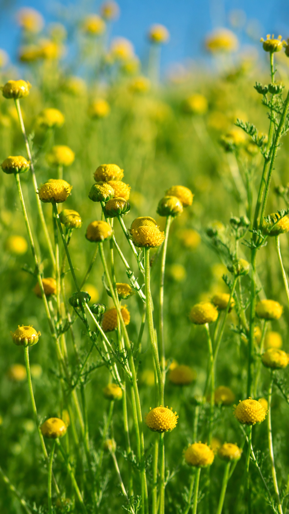 Premium Chrysanthemum Buds | 胎菊 75g